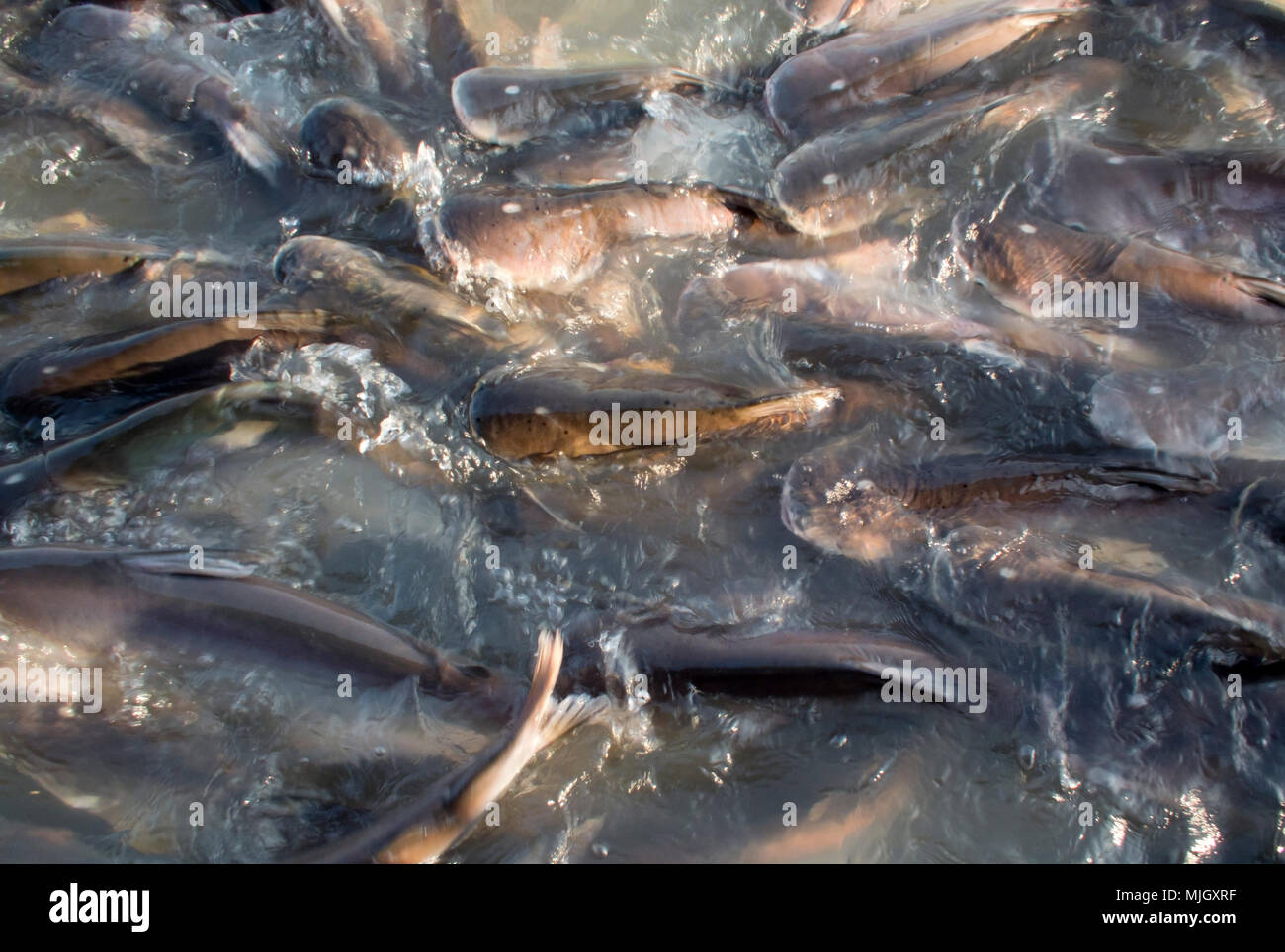 Many fish in pond. Scientific name for those fish is ' Pangasius hypophthalmus' or 'Pangasiidae' Stock Photo