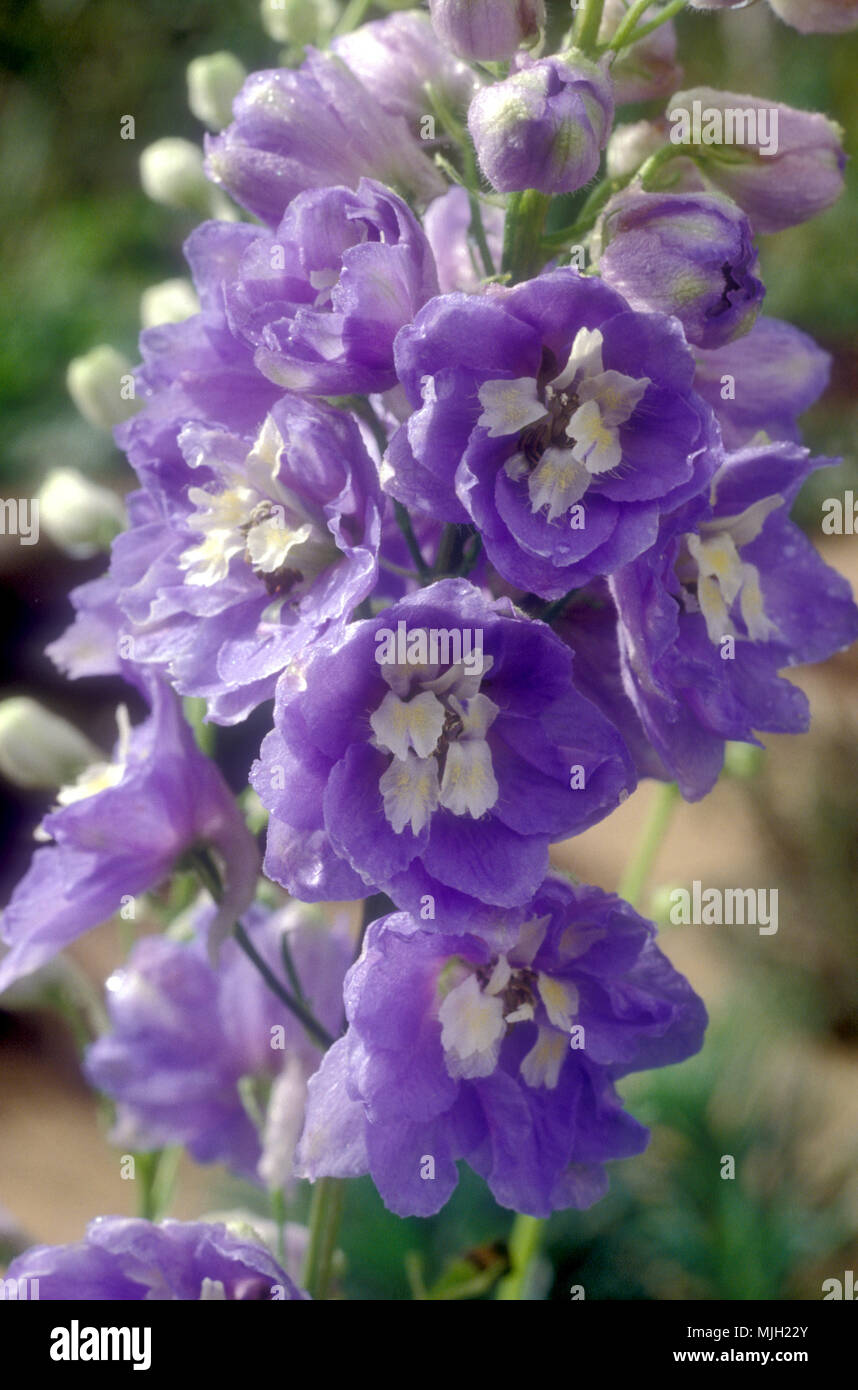 Flowering purple Delphinium flowers Stock Photo
