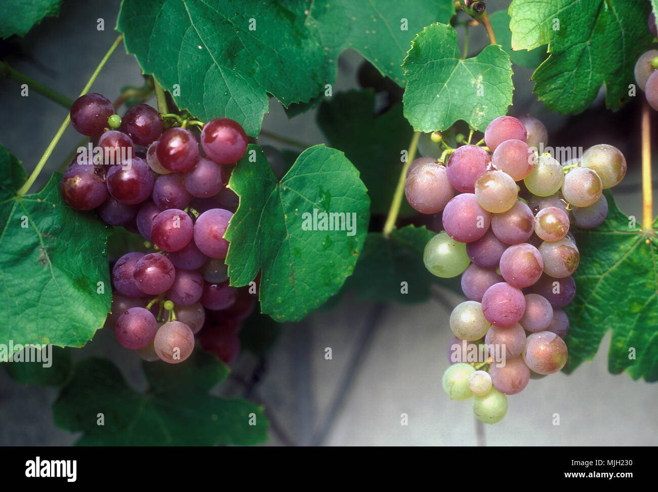 Bunches of grapes (Vitis vinifera) growing Stock Photo