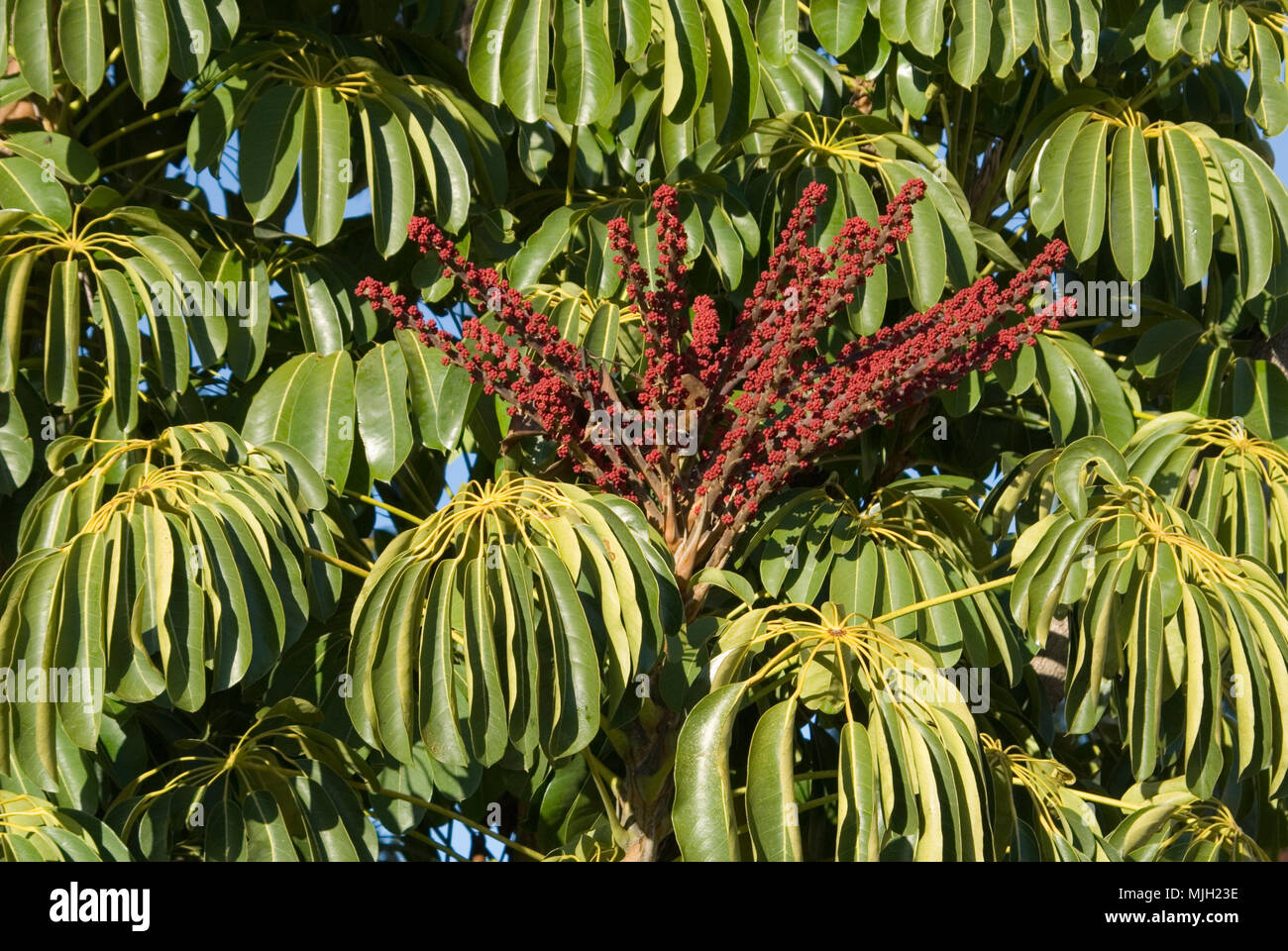 Flowering Umbrella tree (Schefflera actinophylla) Stock Photo