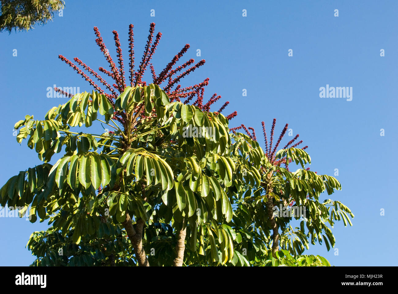 Flowering Umbrella tree (Schefflera actinophylla) Stock Photo