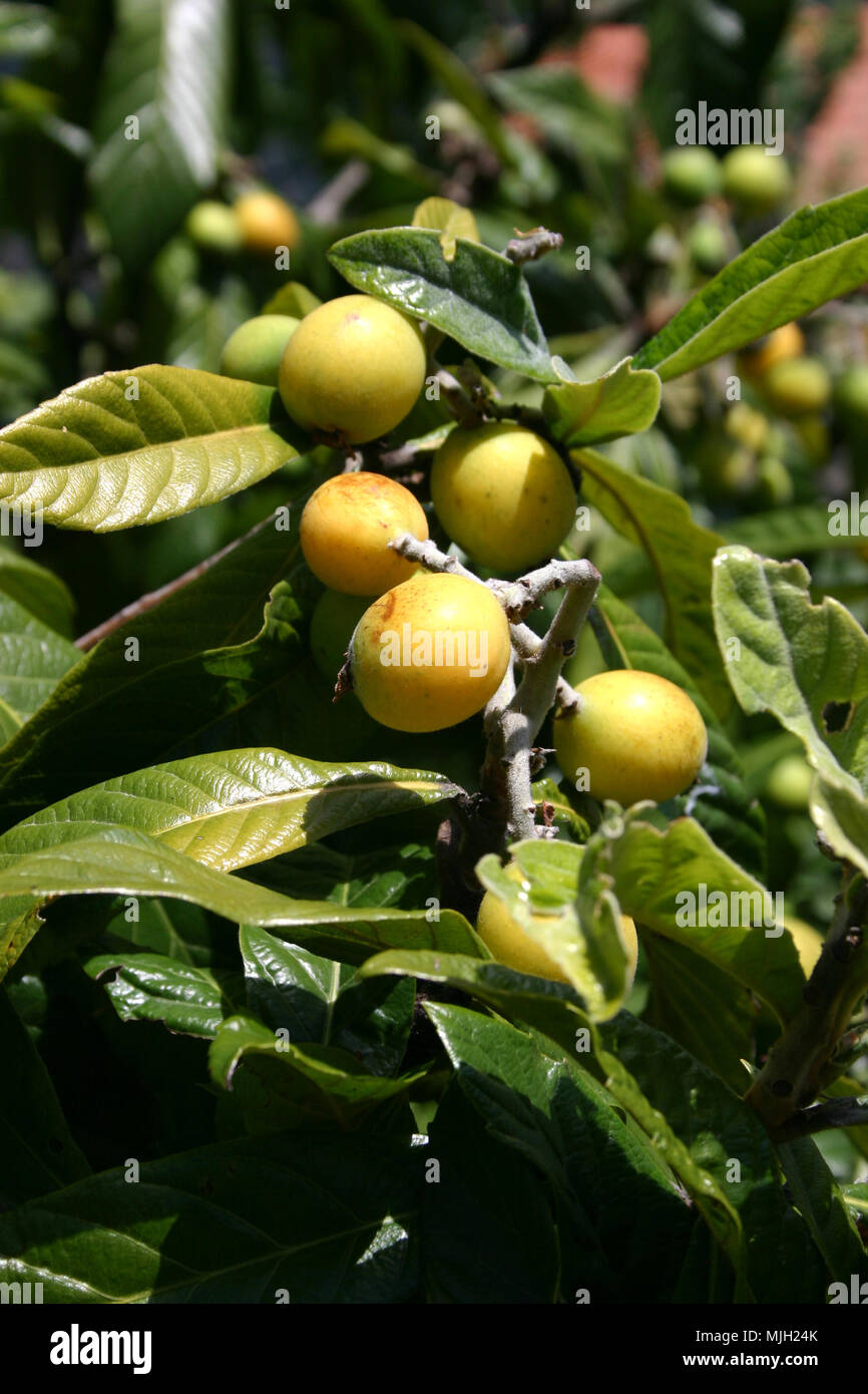 Loquat tree bearing fruit (Eriobotrya japonica) Stock Photo