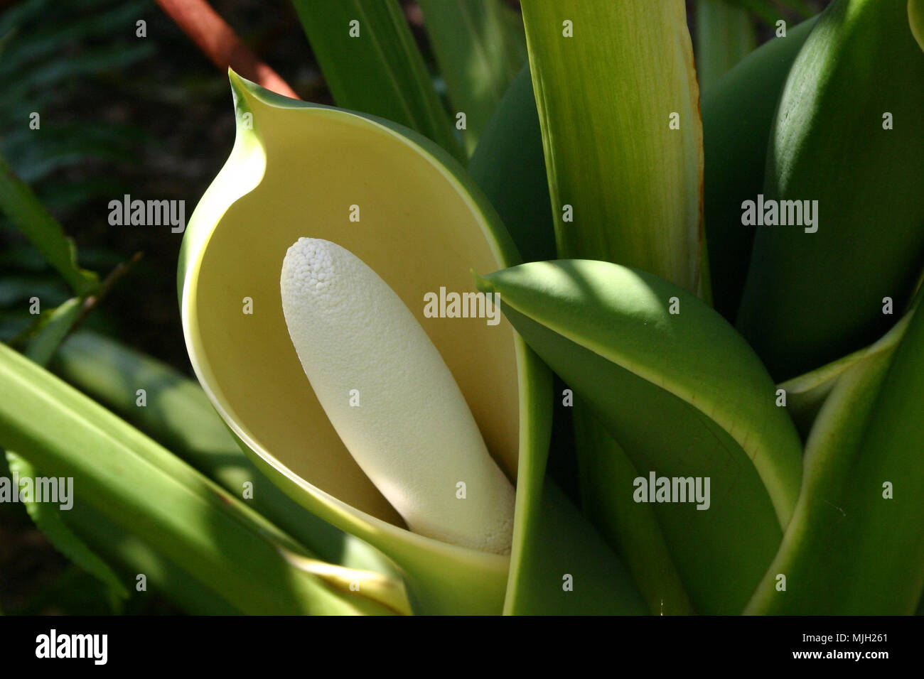 Monstera Deliciosa Fruit Salad Plant Stock Photos Monstera