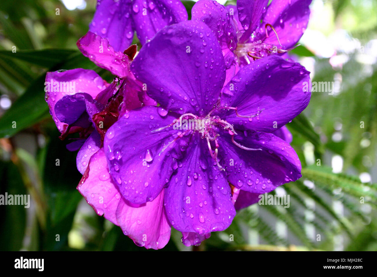 Closeup of the beautiful Tibouchina flowers (Lassiandra). Stock Photo