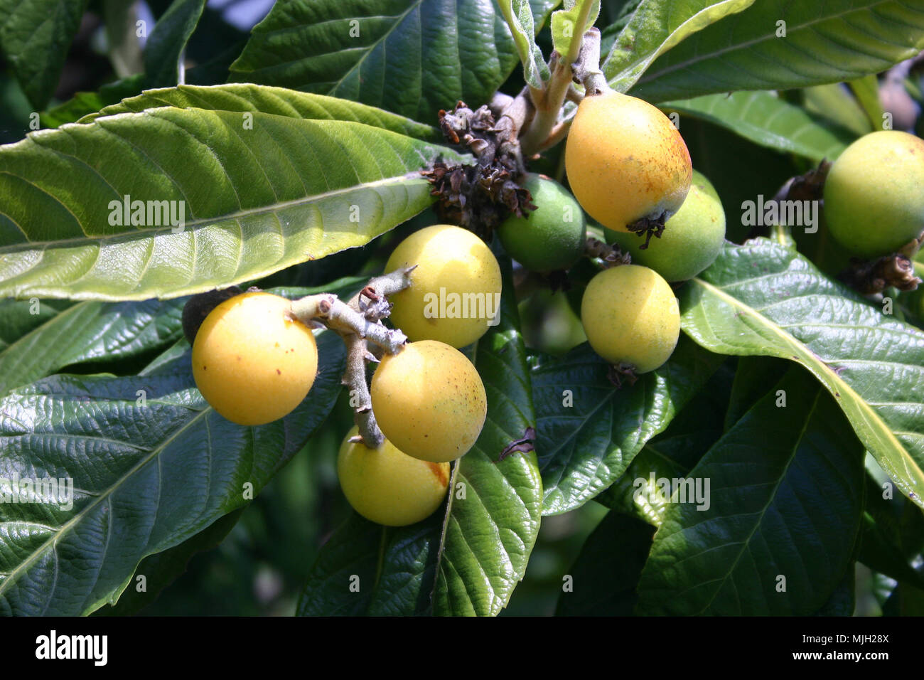 Loquat tree bearing fruit (Eriobotrya japonica) Stock Photo