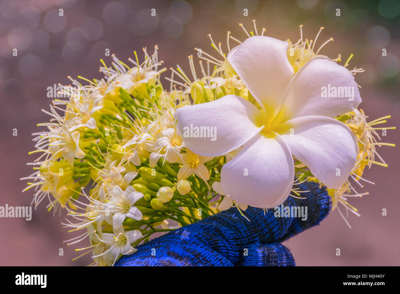 Abstract soft blurred and soft focus surface texture of Frangipani, Plumeria, flower. and Anan, Tembusu,Fagraea fragrans , Loganiaceae flower.The whit Stock Photo