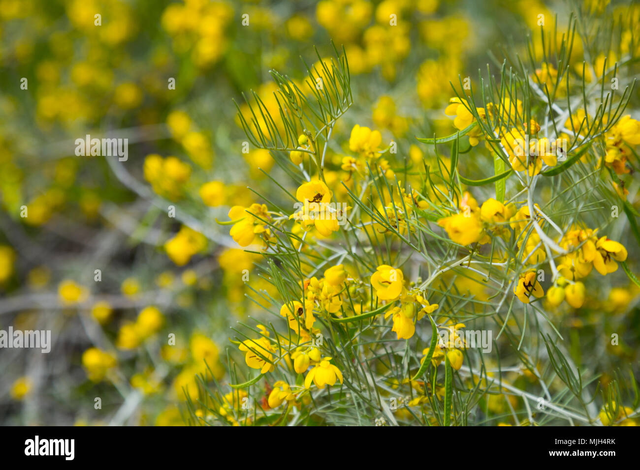 many small yellow flowers senna artemisioides on the field or the flowerbed Stock Photo