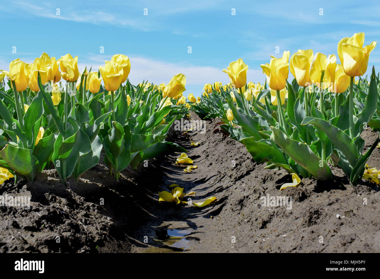 Field of yellow tulips in Holland Stock Photo - Alamy