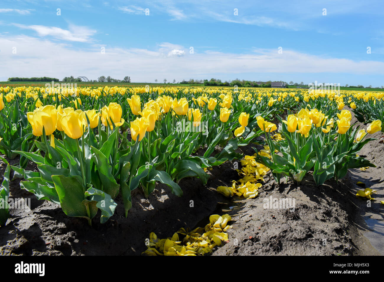 Field of yellow tulips in Holland Stock Photo - Alamy