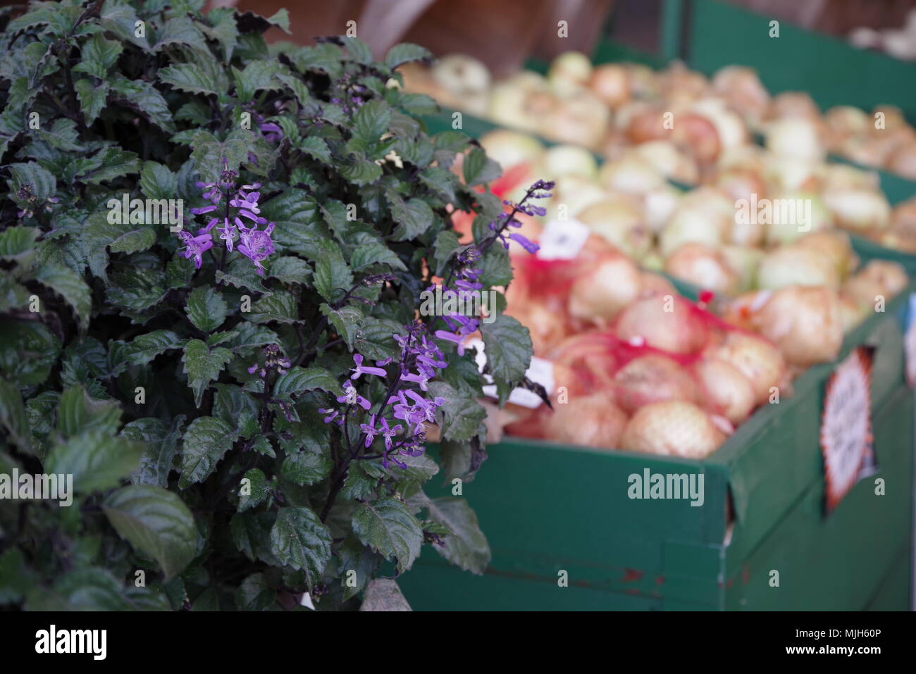 Fresh Farmers Market Onions Produce and Flowers Stand Stock Photo - Alamy