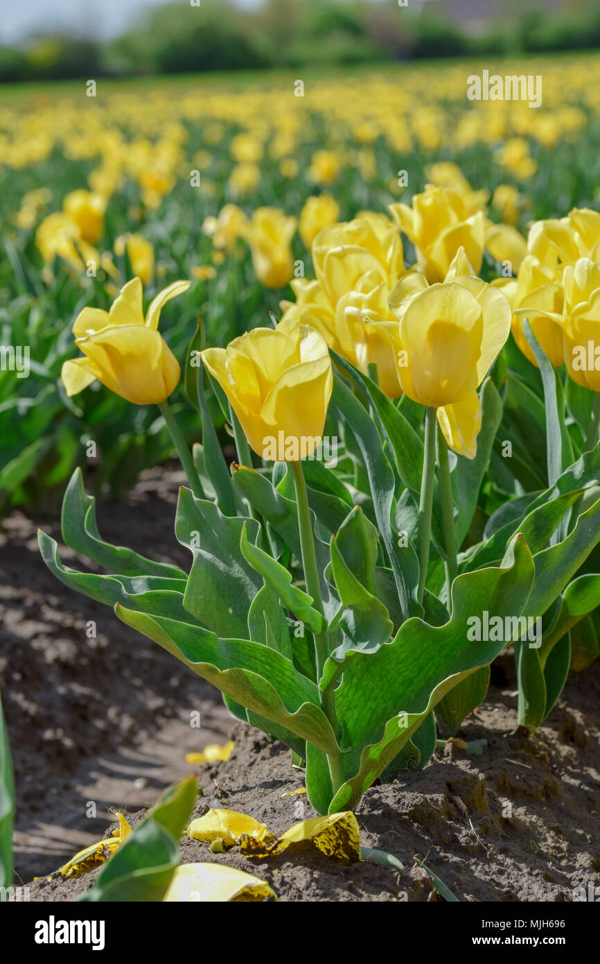 Field of yellow tulips in Holland Stock Photo - Alamy