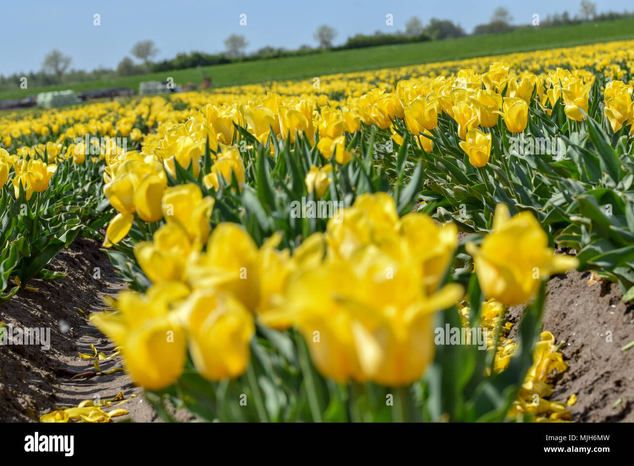 Field of yellow tulips in Holland Stock Photo - Alamy