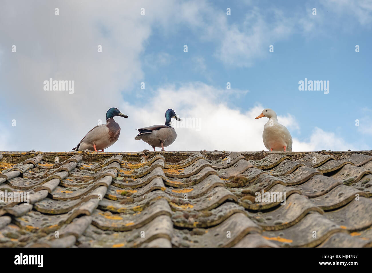 Trio of wild ducks, two mallards and one female white duck seen courting on the top of of tiled roof in early summer. Stock Photo