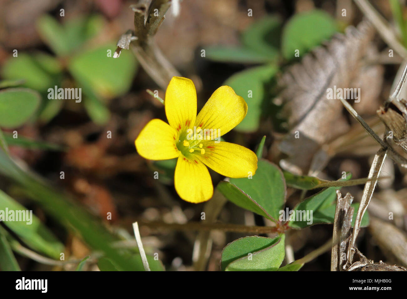 tiny flower of procumbent yellow sorrel from the wood sorrel family