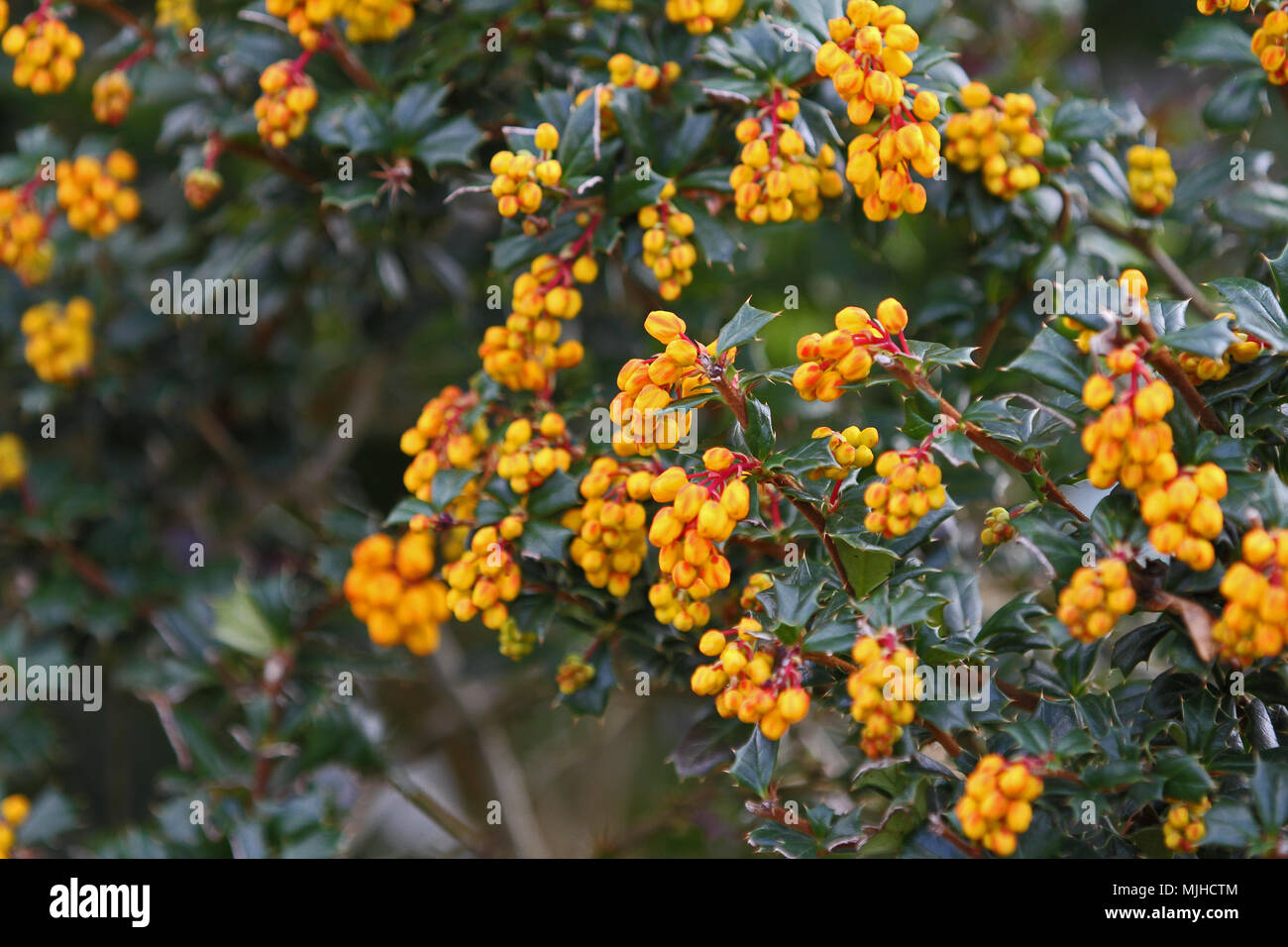 Berberis darwinii or Darwin's barberry also called michay calafate and quelung family berberidaceae coming into flower in Spring in Oxford UK Stock Photo