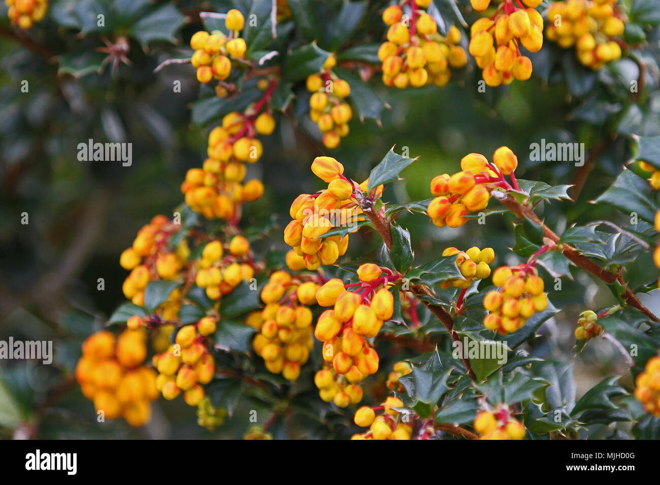 Berberis darwinii or Darwin's barberry also called michay calafate and quelung family berberidaceae coming into flower in Spring in Oxford UK Stock Photo