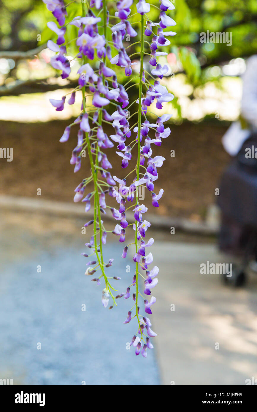 Purple wisteria blooming in a garden. Stock Photo
