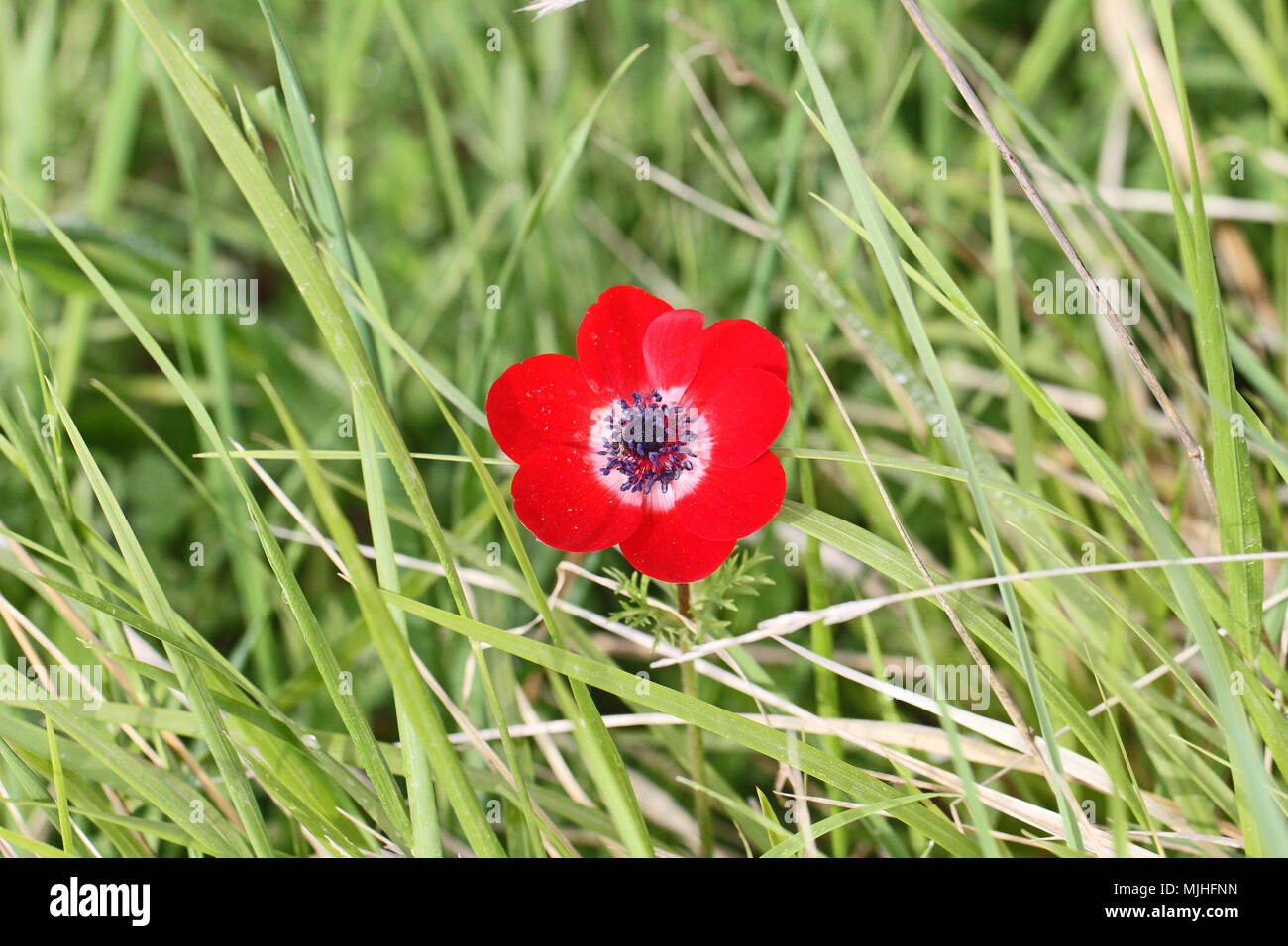 wild red crown anemone flower Latin name anemone coronaria