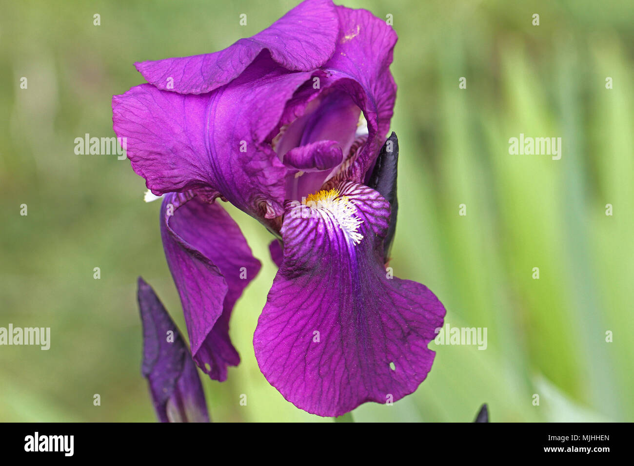purple flag iris or bearded iris flower very close to Latin name