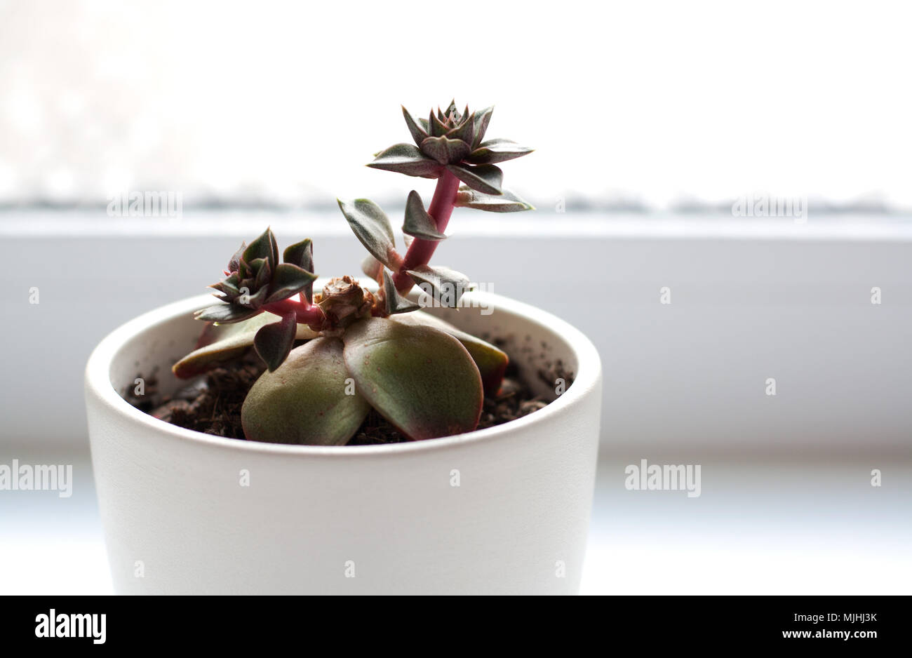 Two sprouts of echeveria purpusorum succulent plant in white pot isolated  near window Stock Photo - Alamy