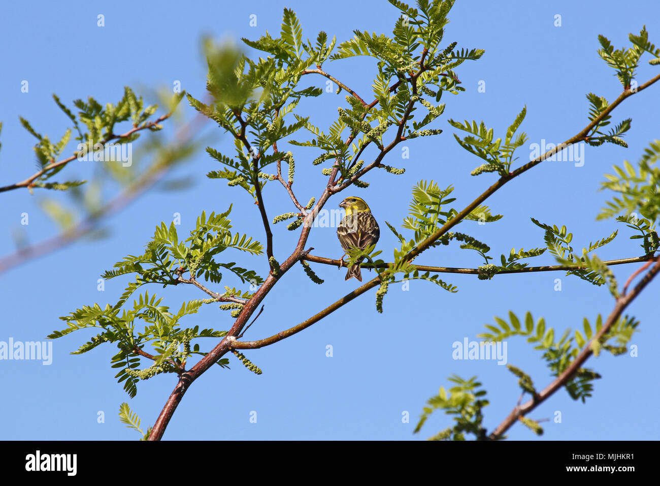 serin bird Latin name serinus serinus feeding on buds in an acacia tree in spring in Italy Stock Photo