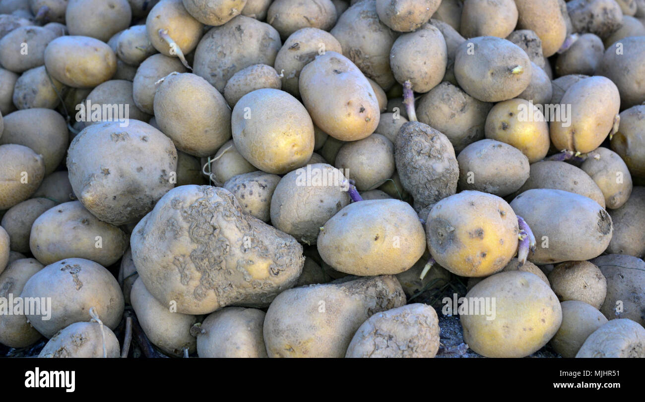 Compost Pile of Rotting Potatoes, close up with details Stock Photo Alamy