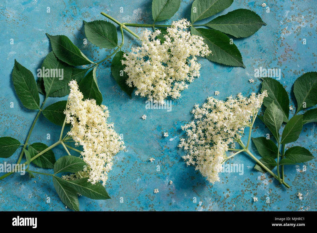 Elderflower blossom flower with green leaves. The flowers are edible and can be used to add flavour and aroma to both drinks and desserts. Stock Photo