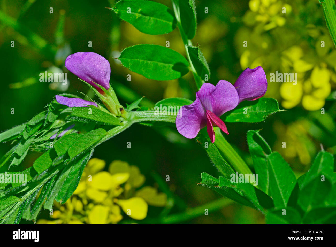 Close up Lathyrus clymenum growing wild in the Cyprus countryside Stock Photo
