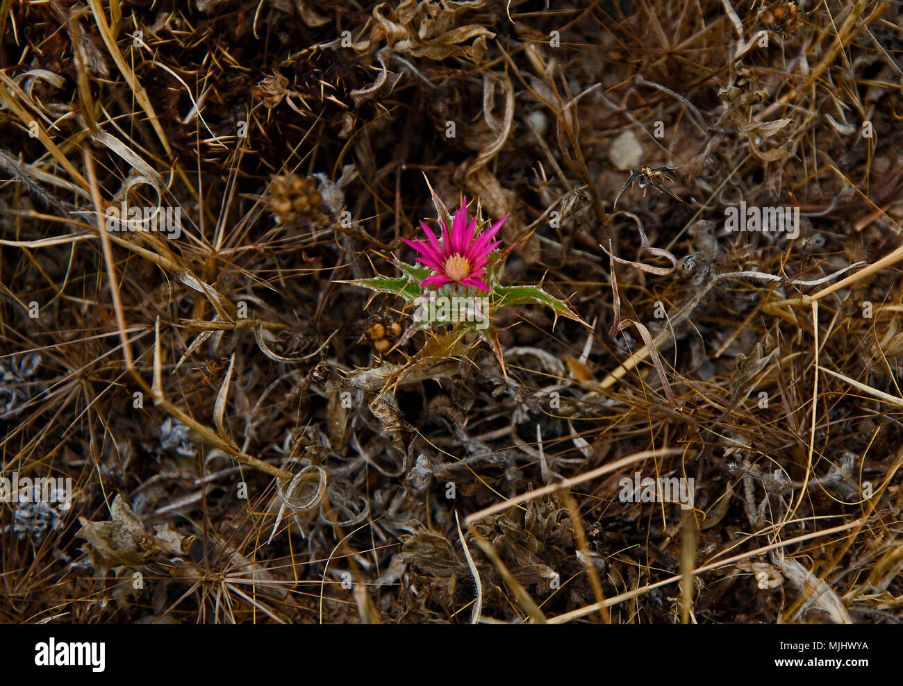 Close up of Carlina pygmaea growing wild in the Cyprus countryside Stock Photo