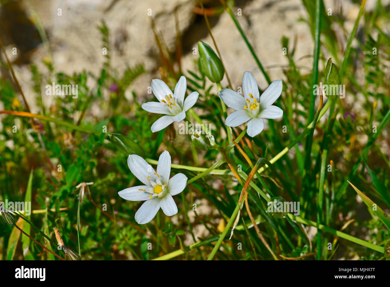 A Ornithogalum montanum growing wild in the Cyprus countryside Stock Photo