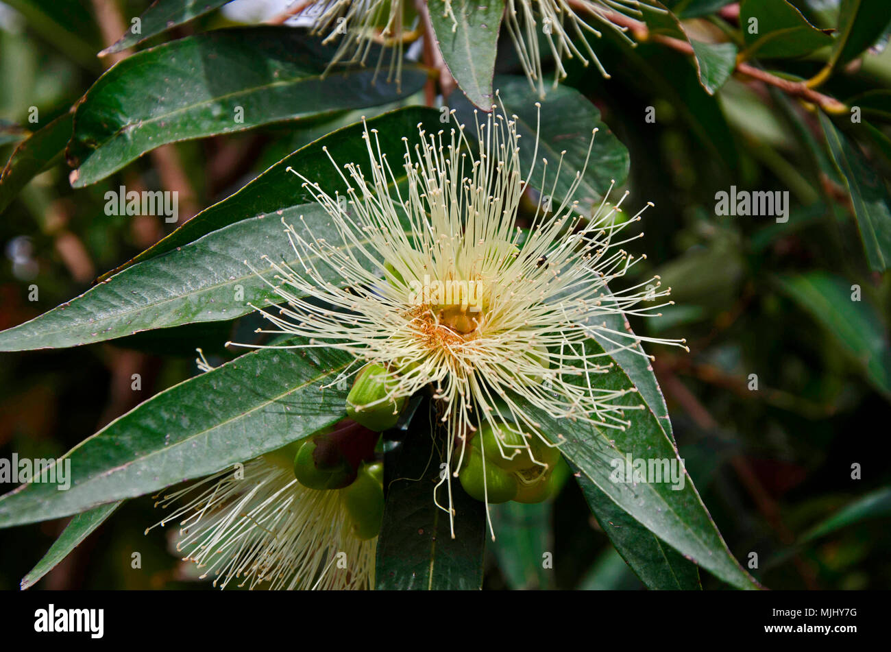 Close up of Capparis spinosa v. nummularia caper growing wild in the Cyprus countryside Stock Photo