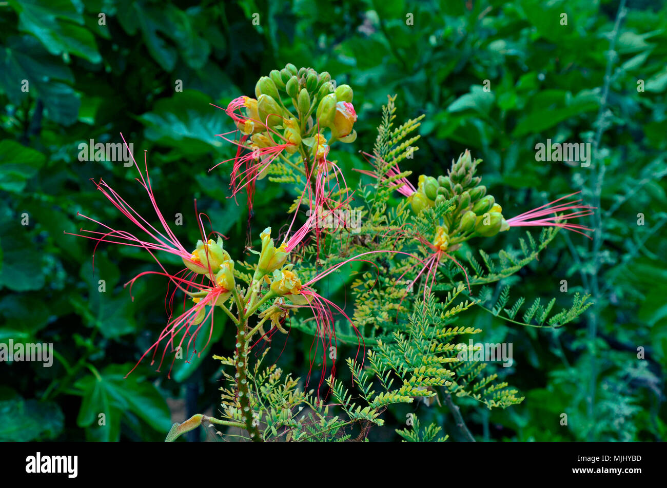 Close up of Caesalpinia gilliesii growing in the Cyprus countryside Stock Photo