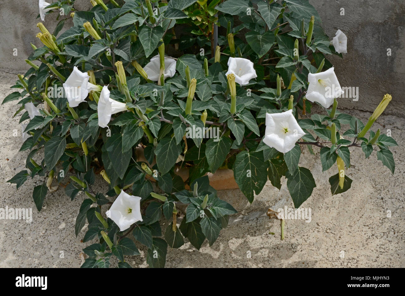 Chamico Datura white flower hi-res stock photography and images - Alamy