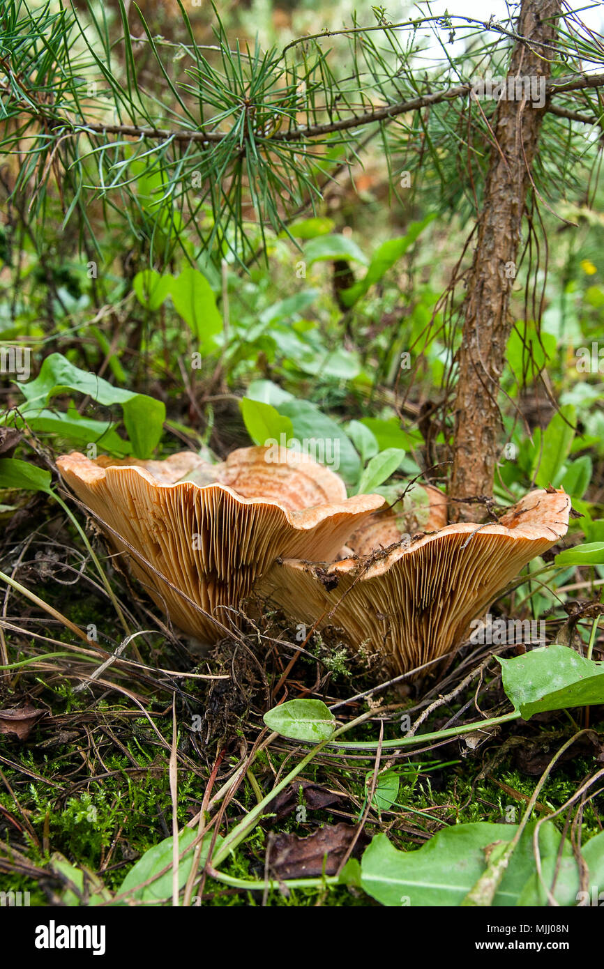 Saffron milk cap mushroom hires stock photography and images Alamy