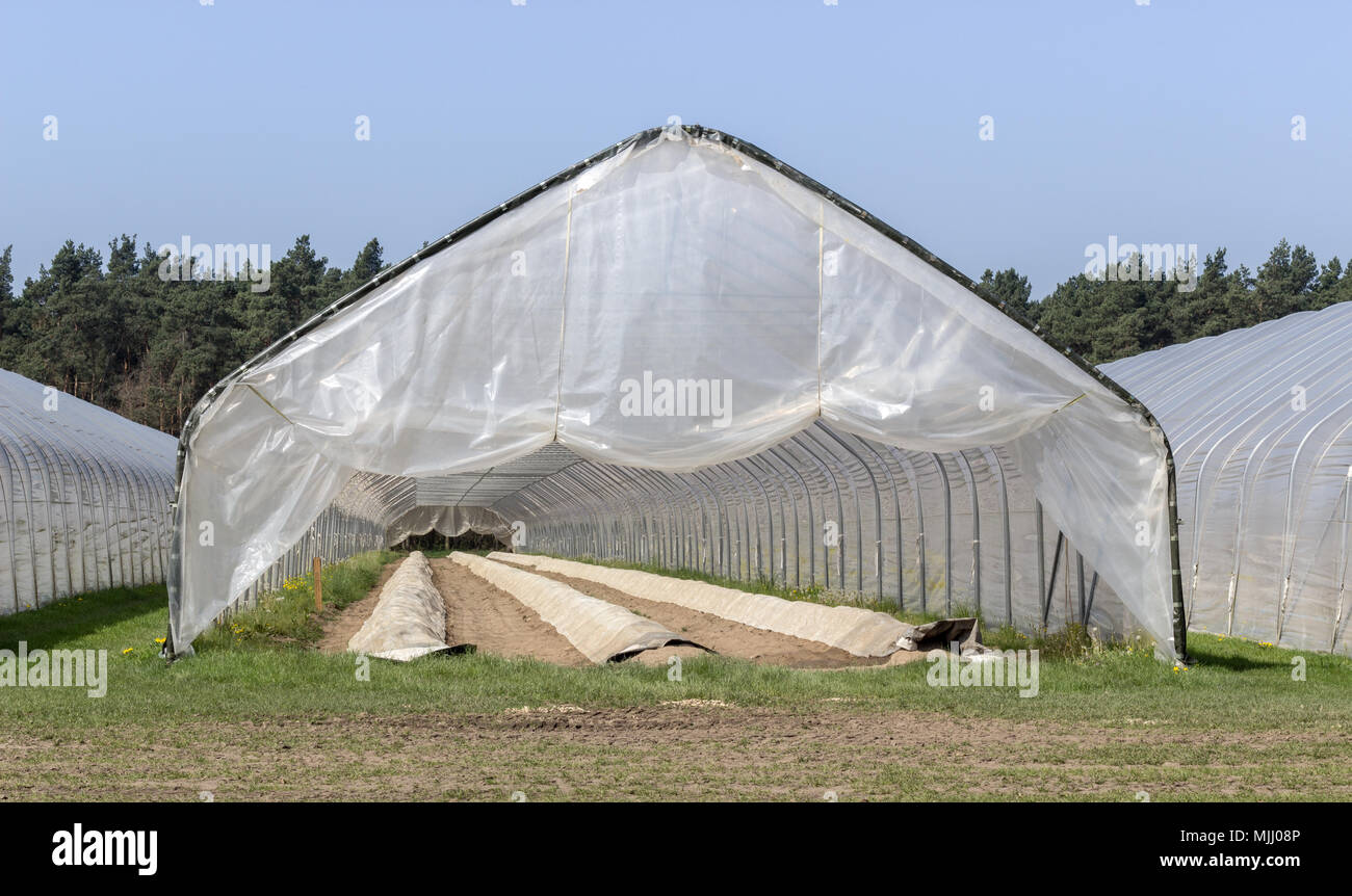 Asparagus growing in a foil tent with long hillside beds Stock Photo