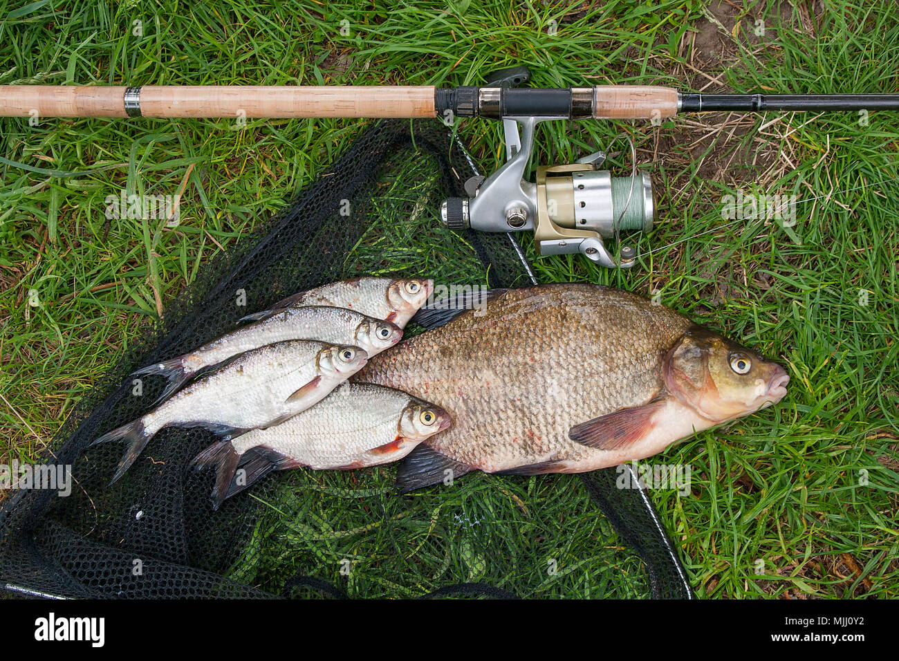 Pile of just taken from the water big freshwater common bream known as bronze bream or carp bream (Abramis brama) and white bream or silver fish known Stock Photo