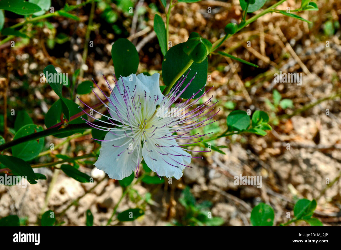 Close up of Capparis spinosa v. canescens caper growing wild in the Cyprus countryside Stock Photo