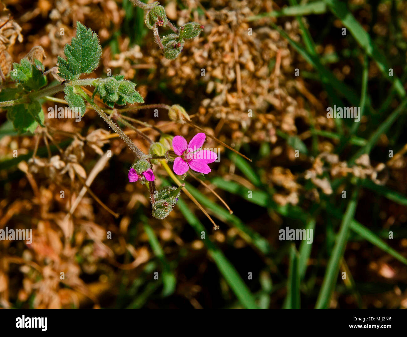 Close up of Erodium malacoides growing wild in the Cyprus countryside Stock Photo