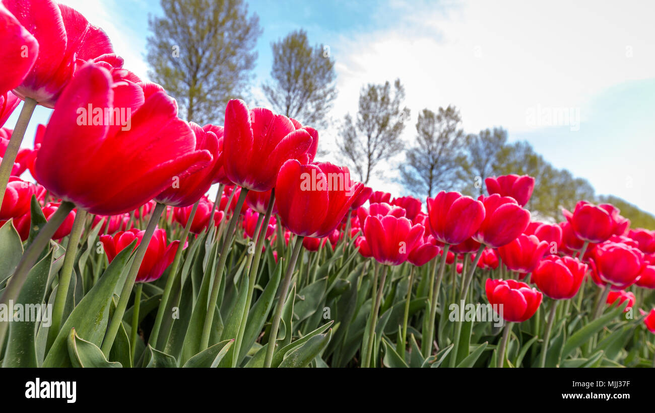 Colorful tulips in the Netherlands Stock Photo - Alamy