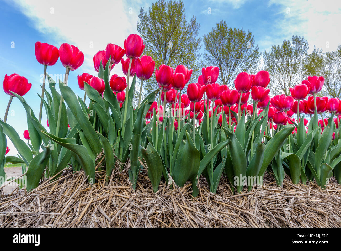 Colorful tulips in the Netherlands Stock Photo - Alamy