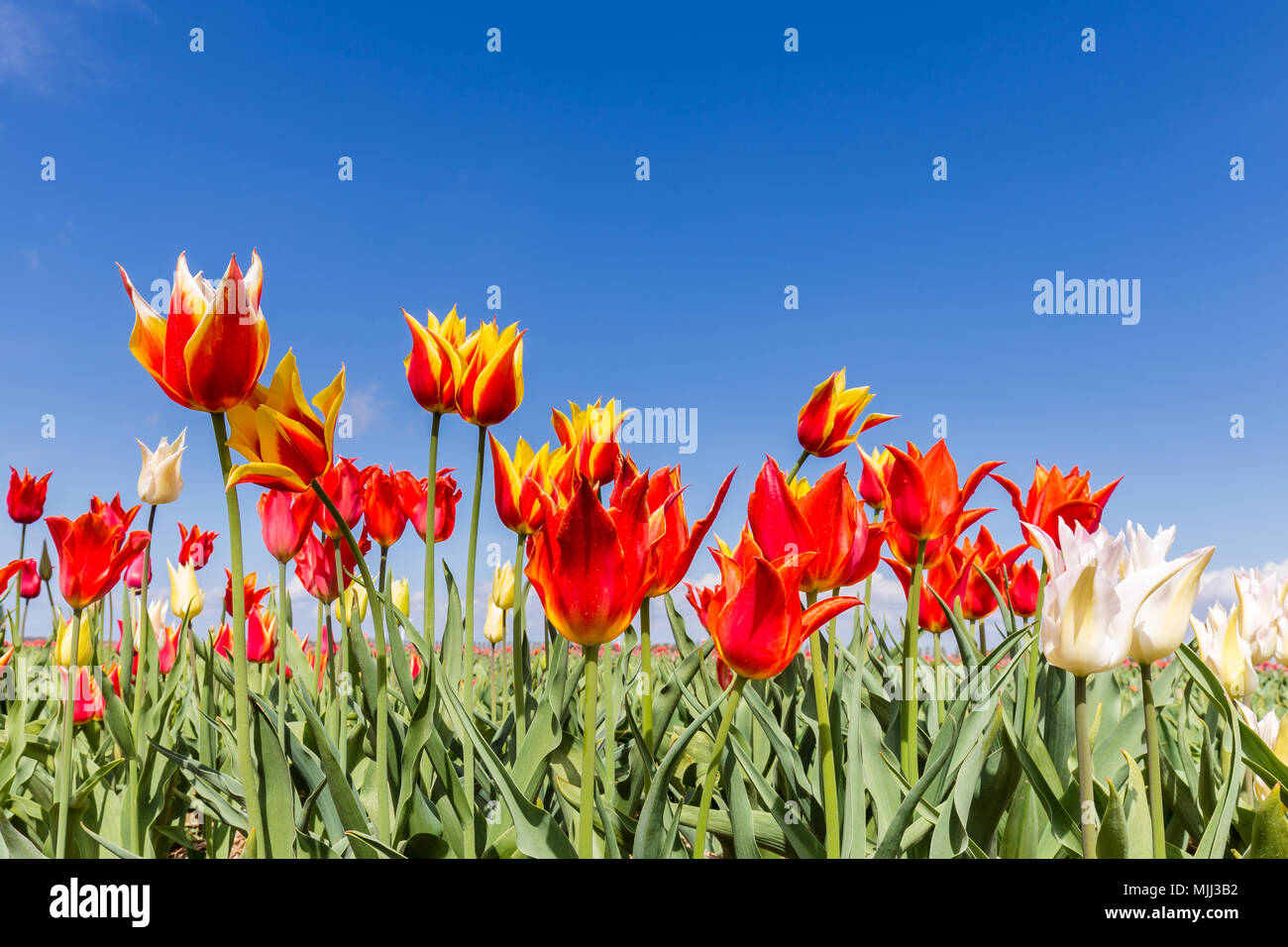 Colorful tulips against a blue sky Stock Photo - Alamy