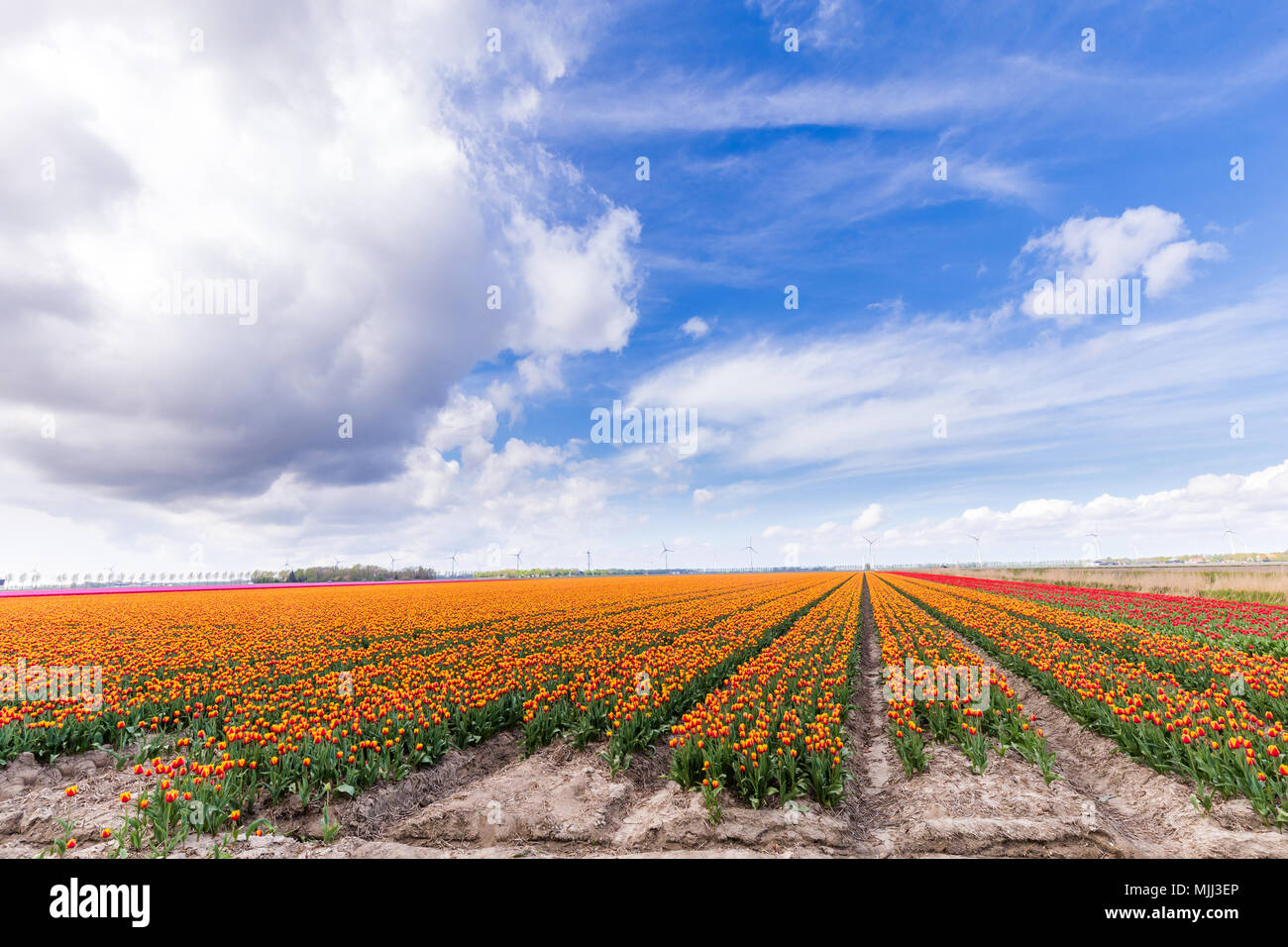 Colorful tulips fields during springtime in the Netherlands Stock Photo ...
