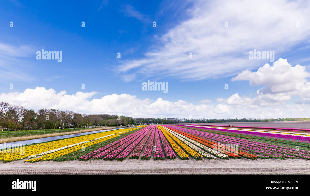 Colorful tulips fields during springtime in the Netherlands Stock Photo ...