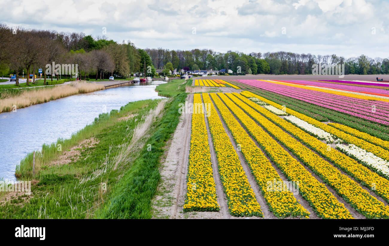 Colorful tulips fields during springtime in the Netherlands Stock Photo ...