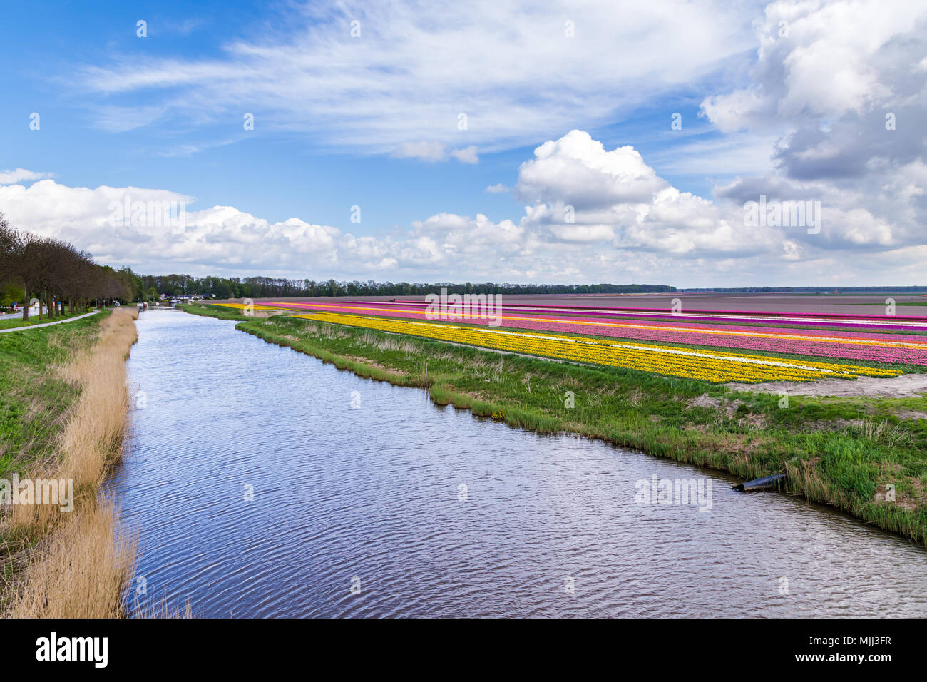 Colorful tulips fields during springtime in the Netherlands Stock Photo ...