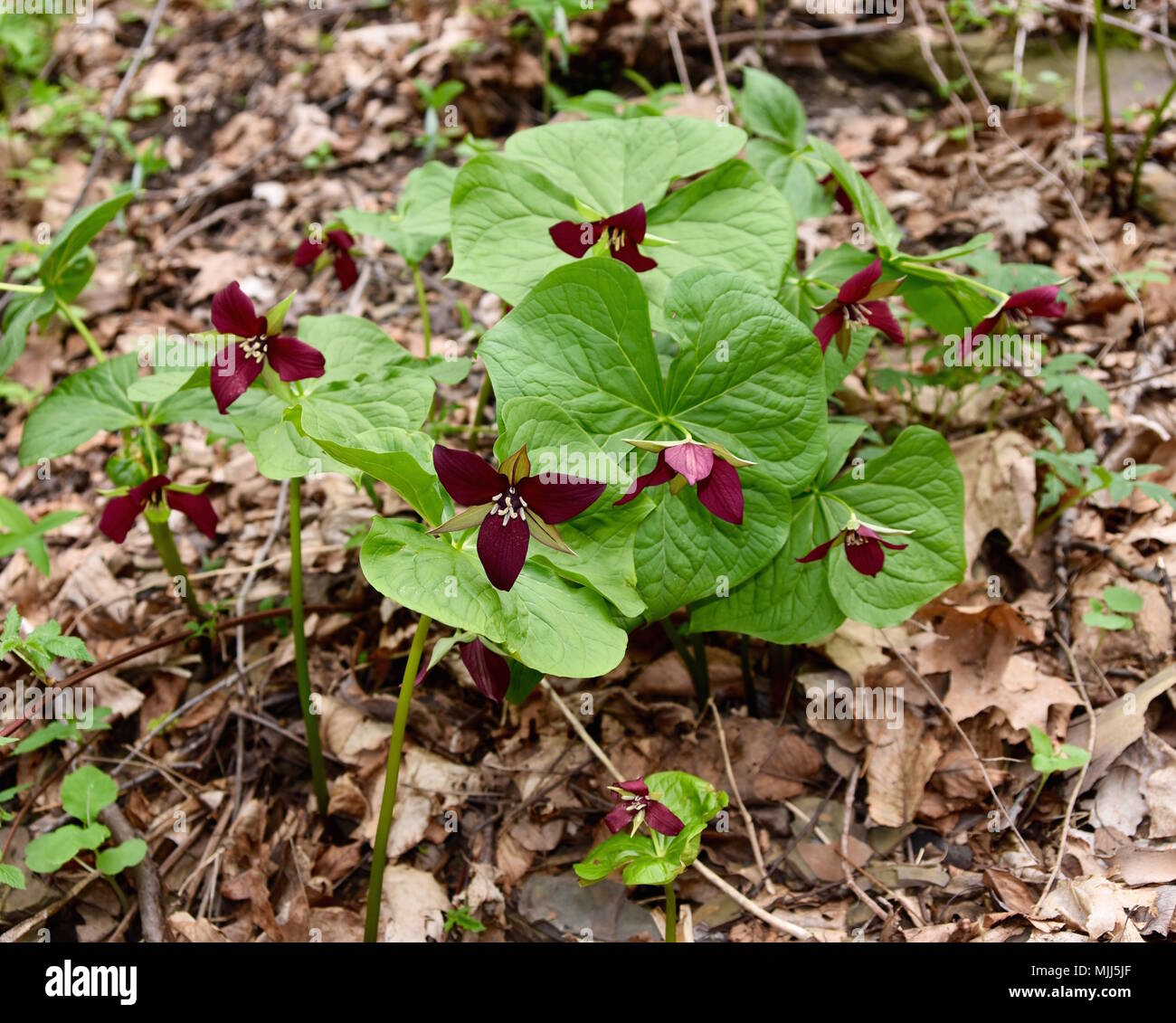 A group of wake robin trillium plants growing in a spring forest. Stock Photo