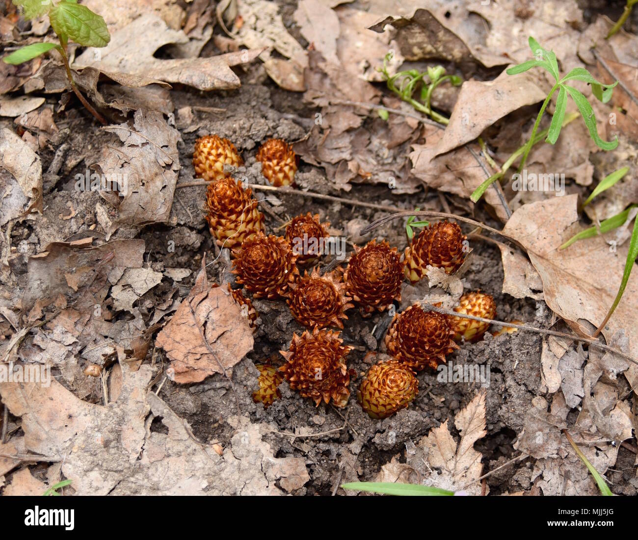 Emerging flowers of a squawroot plant in a spring forest. Stock Photo