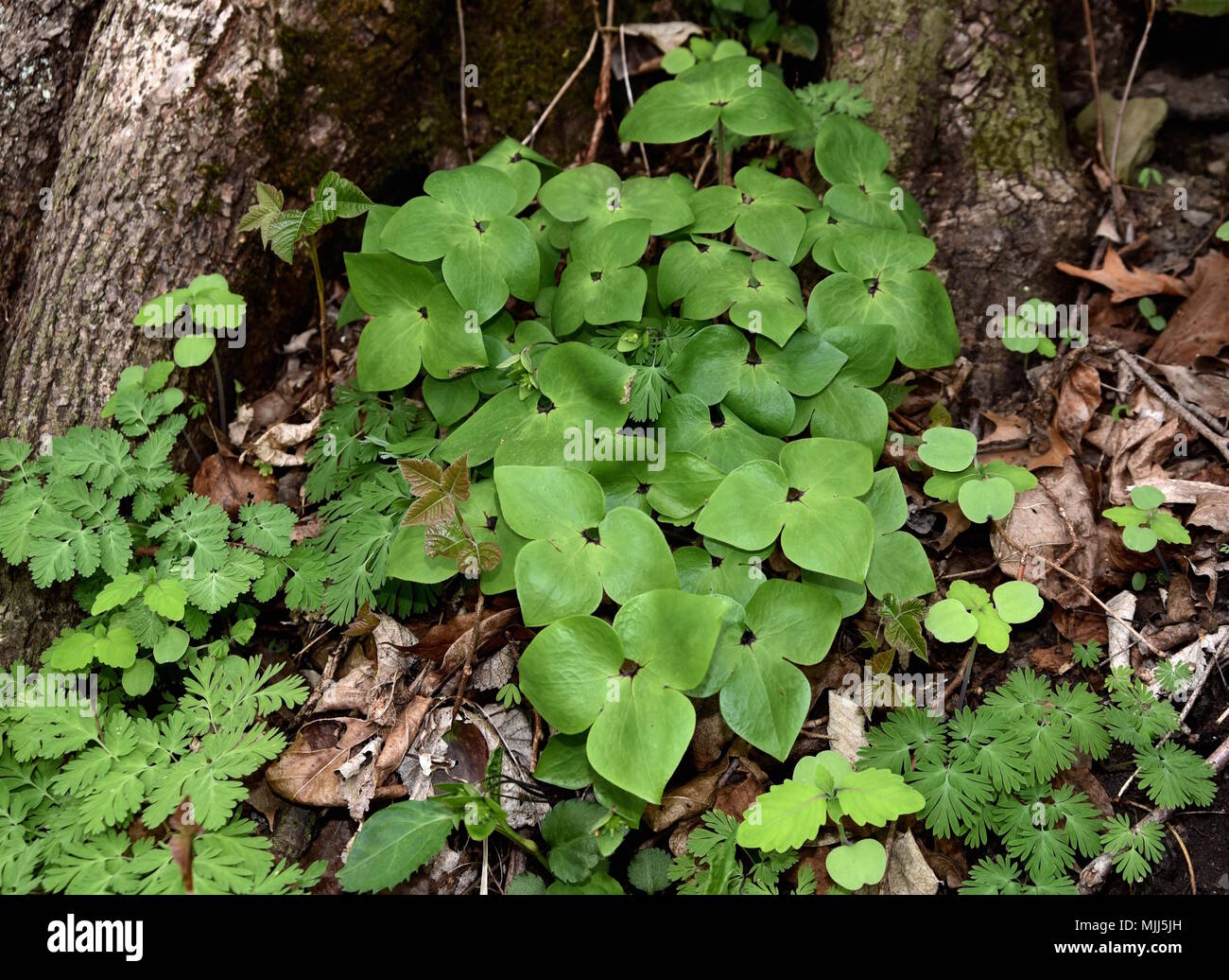 A cluster of three lobed leaves from a sharp lobed hepatica plant. Stock Photo