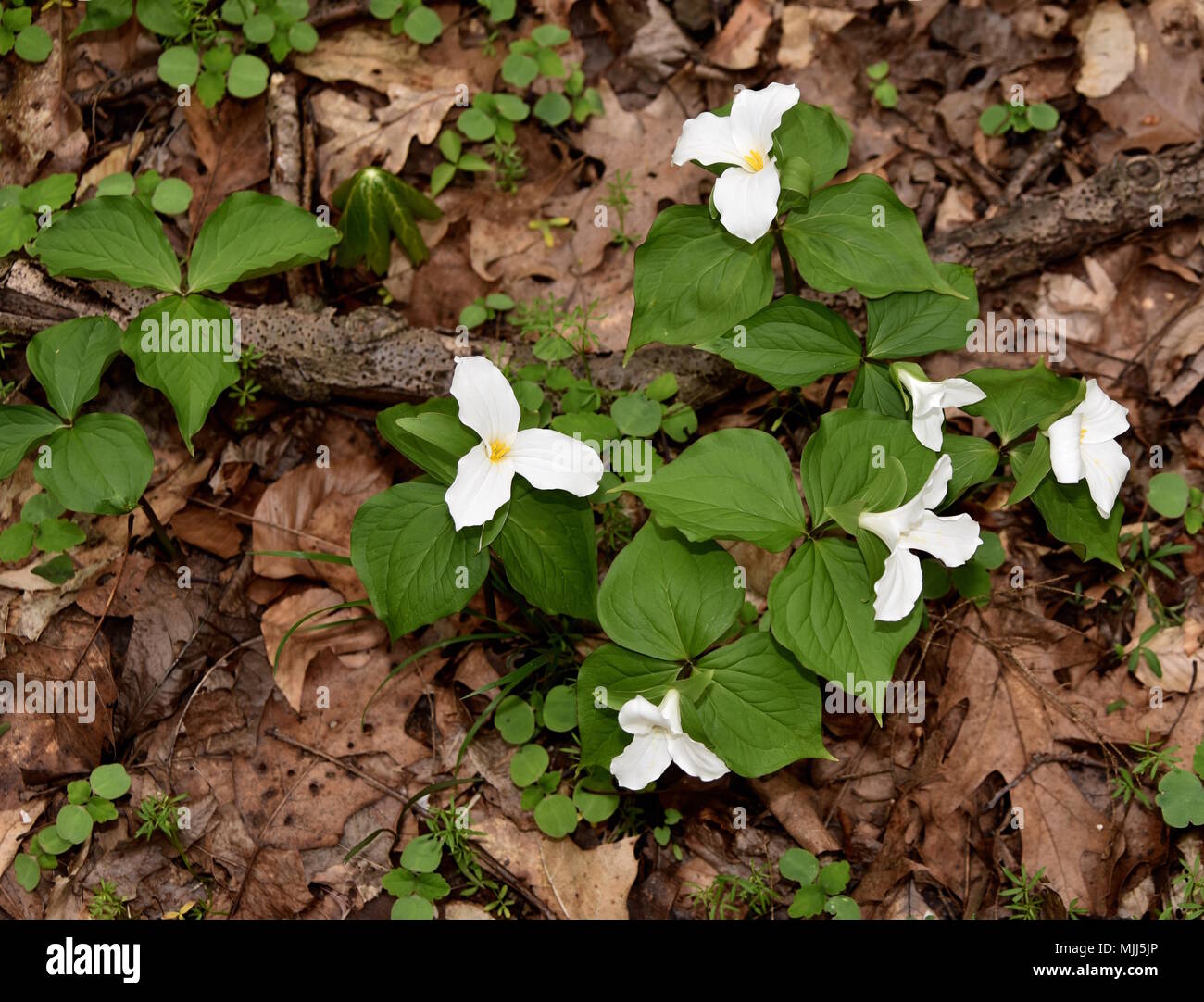 A group of large white trillium plants emerging in a spring forest. Stock Photo