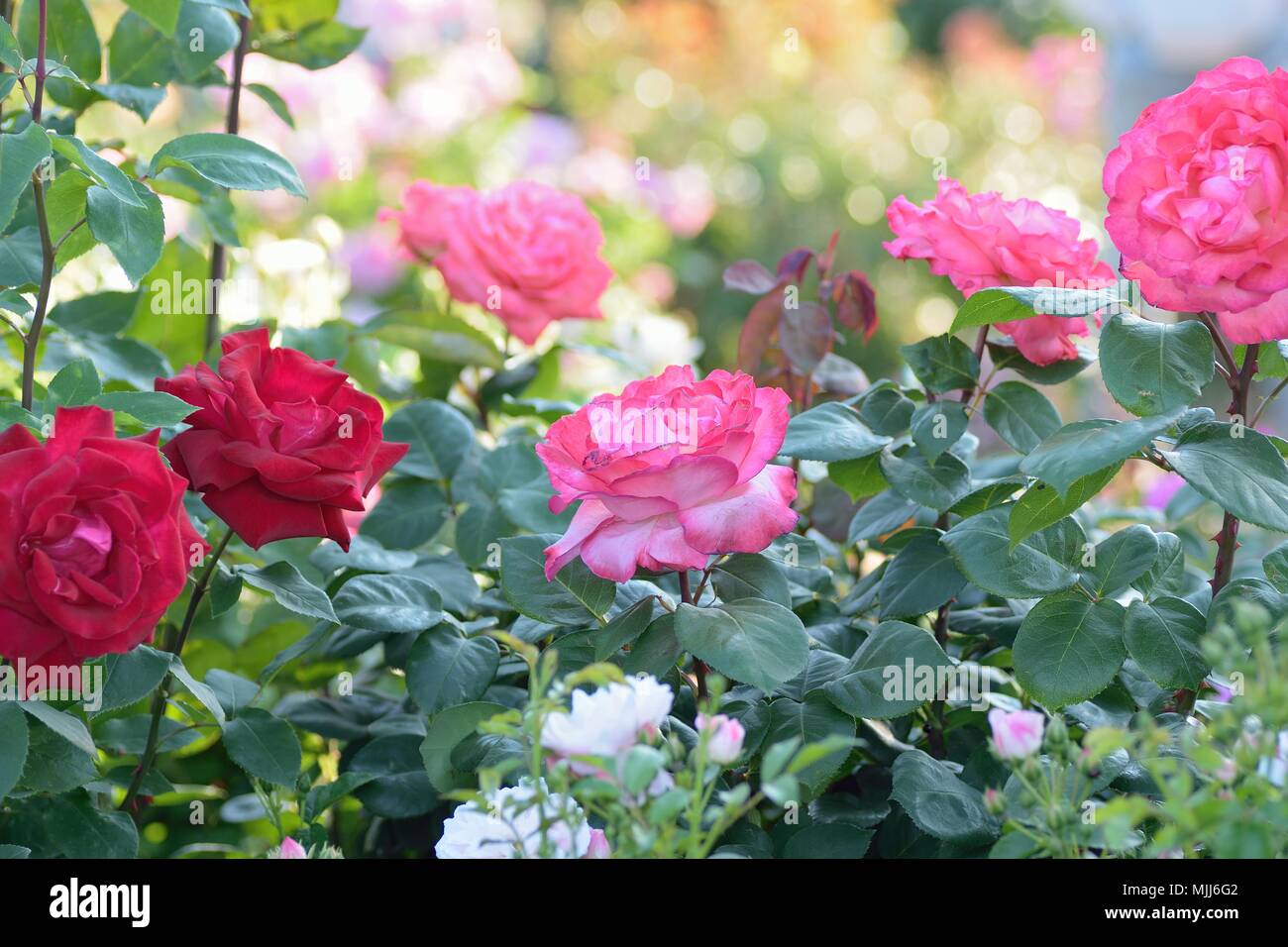 Macro details of vibrant red Rose flowers in garden Stock Photo - Alamy